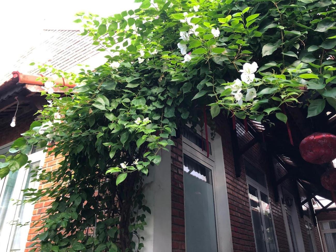 Q'Tropical Garden Homestay Hué Eksteriør billede